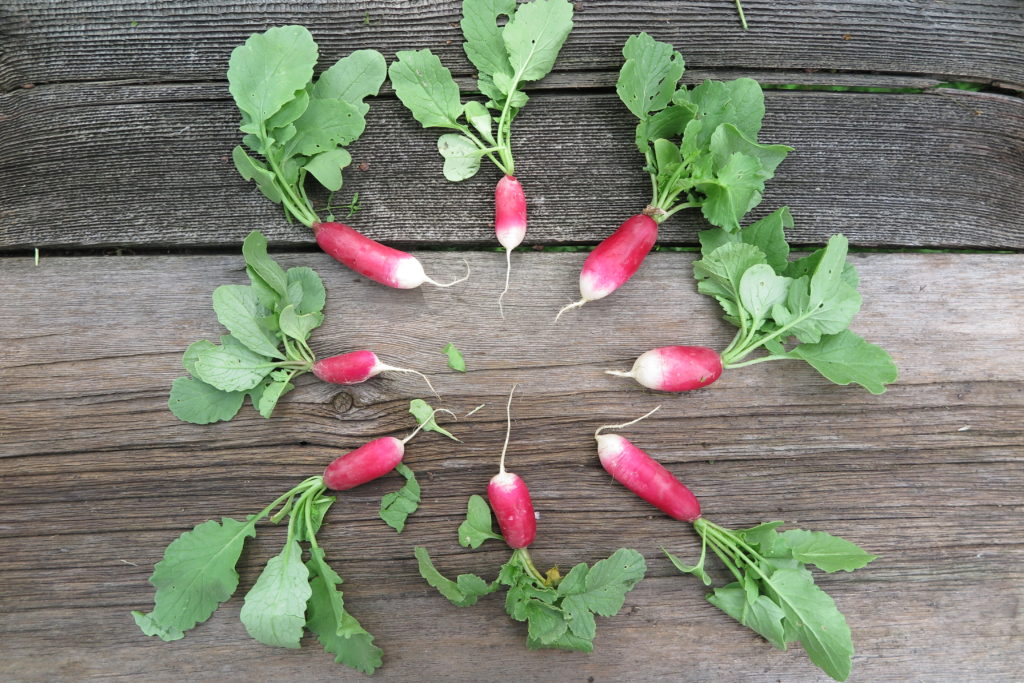 french breakfast radishes