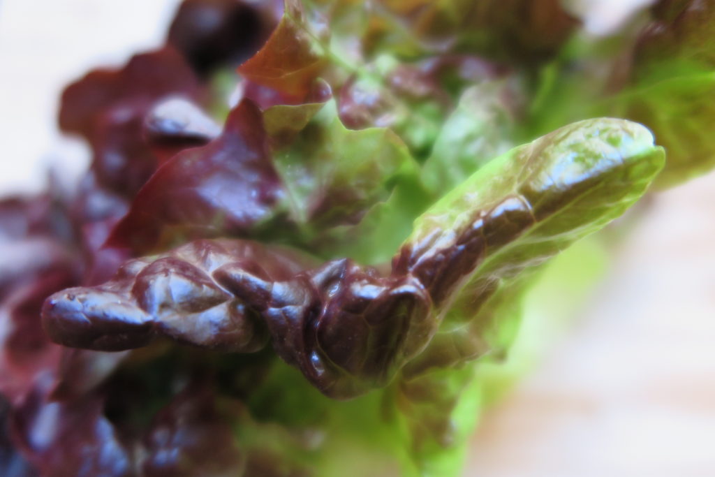 red leaf lettuce