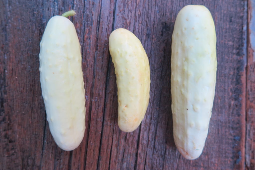 three silver slicer cucumbers