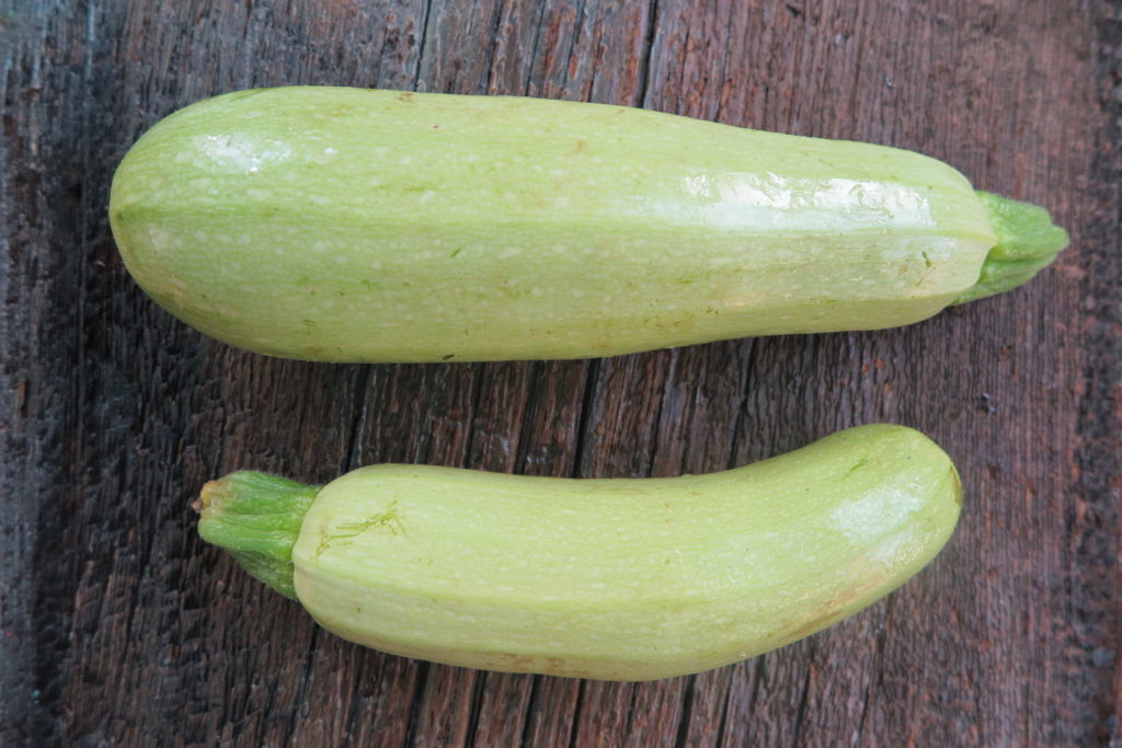 two yellow zucchinis