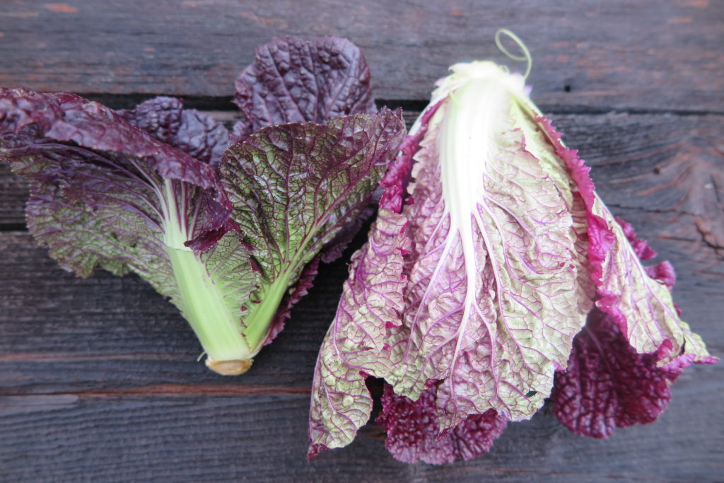 two heads of radicchio